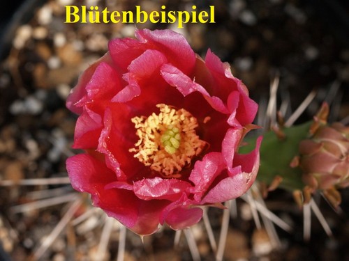 Opuntia phaeacantha sedia - phaeacantha, "sedia
