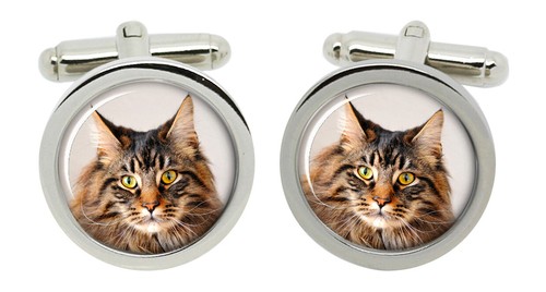 Gatto maine coon gemelli - gemelli, in