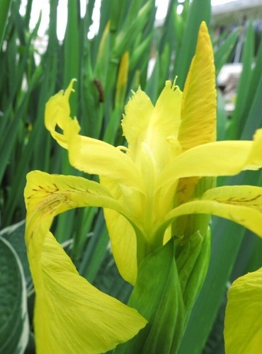 Yellow flag water iris - yellow,
