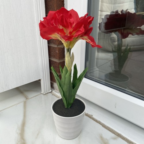 Pianta illuminata fiore - , con
