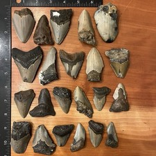 Dente di squalo megalodonte