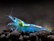 lotto 10 X NEOCARIDINA NEOCARIDINE DAVIDI BLUE JELLY +OMAGGIO MANGIME
