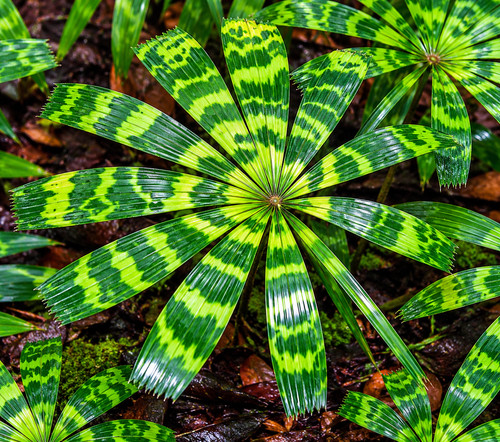 Licuala mattanensis mapu - 1,