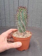 Euphorbia virosa (N
