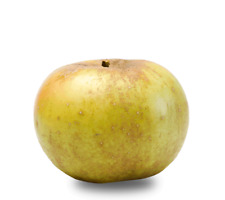 Pianta di Melo Renetta del