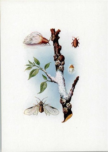 10141516 pidocchi sanguinari - pidocchi,