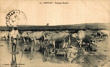 ALGERIA - KABYLIE - Troupeau Kabyle - Bovini - Antichi Mestieri - VG - #081