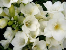 FRESIA BIANCA, 10 SEMI