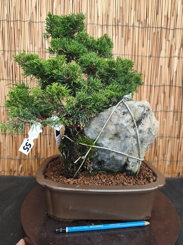 Bonsai ginepro itoigawa - di,