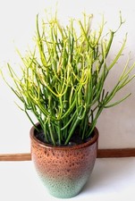 Graines plante crayon - 6,