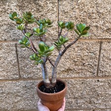 Crassula Ovata Jade Succulent