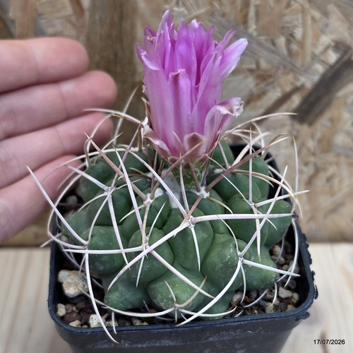 Thelocactus hexaedrophorus