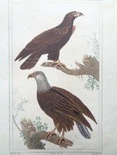 Buffon/Vauthier Incisione