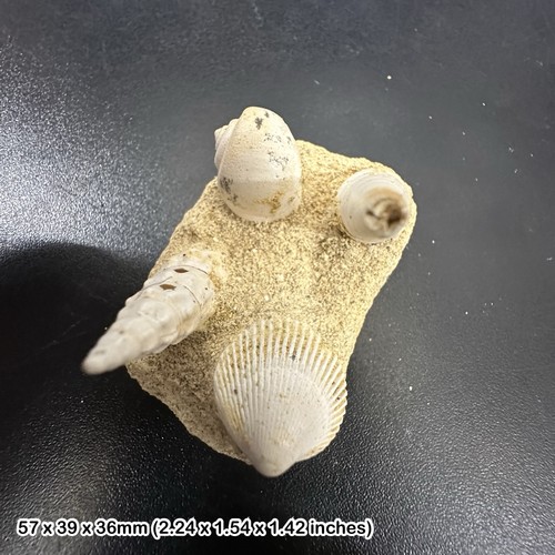 Fossil shell block - ,, miocene