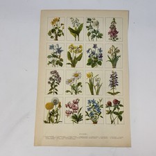 Stampa fiori botanica vintage
