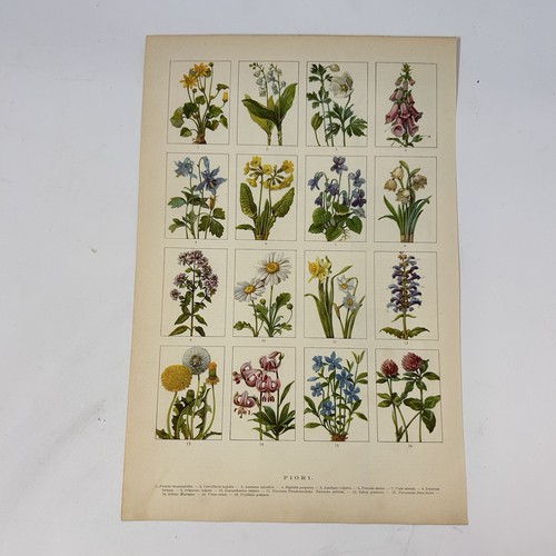 Stampa fiori botanica - , vintage