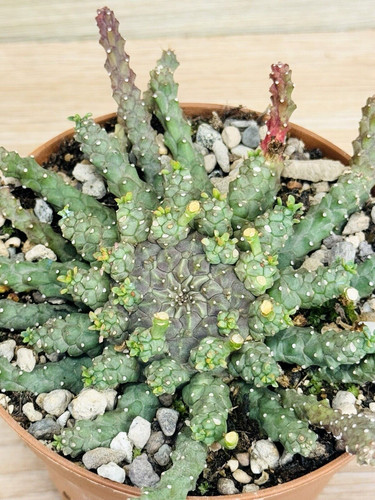 Euphorbia gorgonis pot - ,