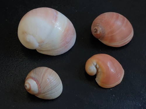 Conchiglia shell lotto - ,