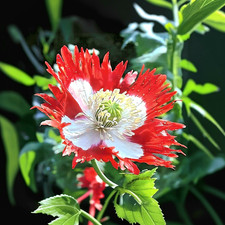 Papaver Somniferum ☆"Bandiera danese"☆[Vero papavero da sonno] ~ 5700 semi (1,5 g+)