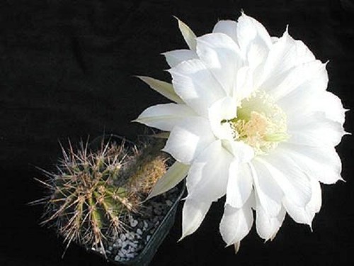 Echinopsis silvestrii raro - echinopsis,