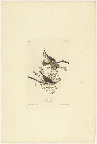 Song sparrow vintage audubon - song,