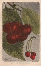 Stampa antica CILIEGIE