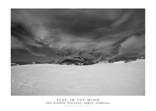 Libri enrico spanu flag - libri,