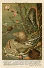 1895 Stampa Antica = MOLLUSCHI GASTEROPODI = Lumache = CROMOLITOGRAFIA  #