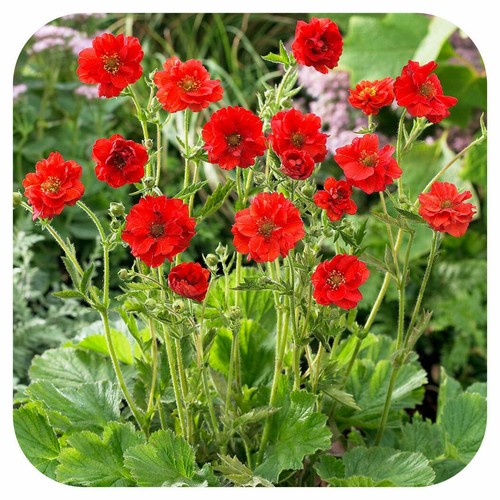Geum red koi - red, orange