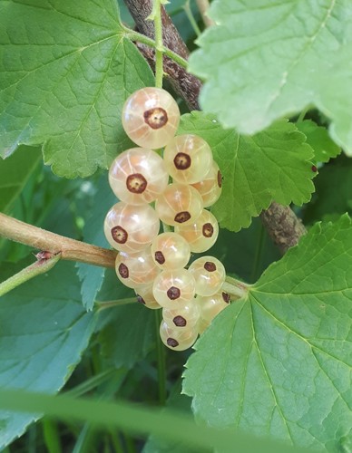Pianta ribes bianco - pianta, di