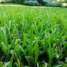 FESTUCA ARUNDINACEA KG 20 Sementi Prato Professionale