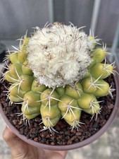 Fuzzy discocactus i - fuzzy,