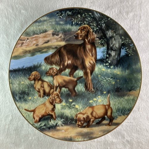 Irish setters piatto classico - irish,