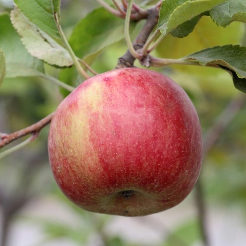 Pianta frutto melo annurca - frutto,