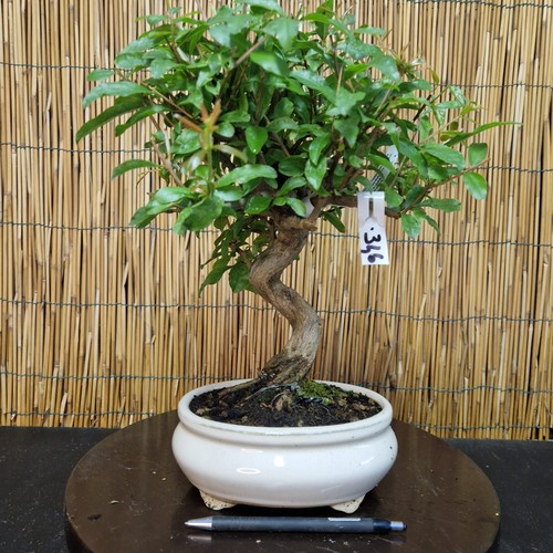 Bonsai melograno neikan - di, h