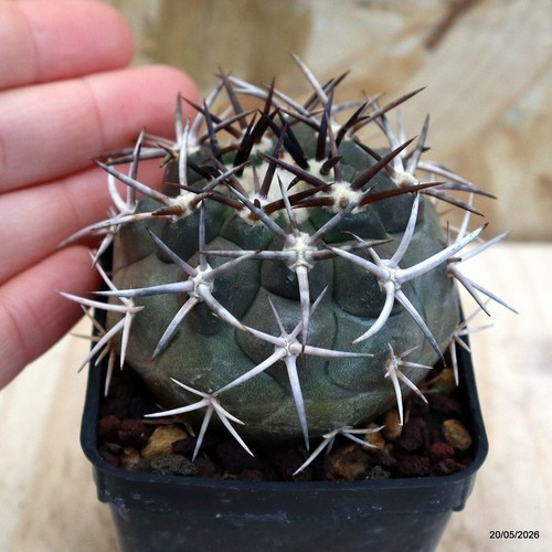 Copiapoa echinoides vaso cm - echinoides,