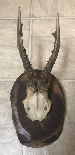 Antica placca legno vintage - antica,