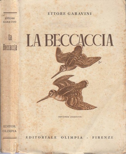 Beccaccia anatomia - la,