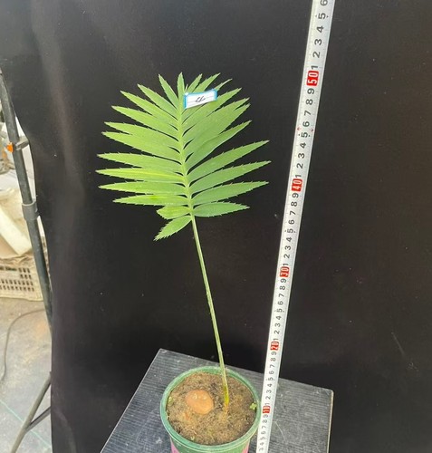 Dioon spinulosum wysiwyg - spinulosum,