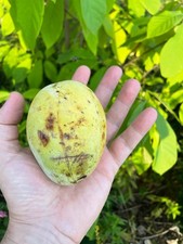 2 Dozen (24) Pawpaw Tree Seeds