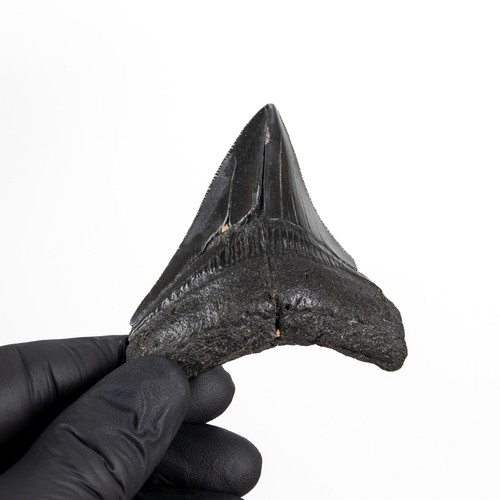 Inch megalodon shark - inch, tooth