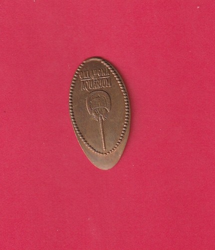 Granchio ferro cavallo - di,