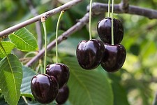 Pianta di Ciliegio: varietà