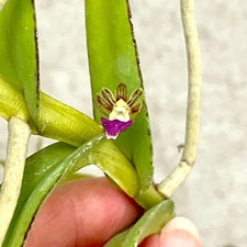 Pelatantheria rivesii | Vanda
