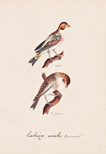 Snow bunting ammer ammern - ammer,