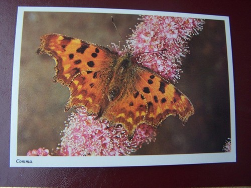 Comma butterfly j - ,