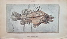 Lates gracilis Agassiz