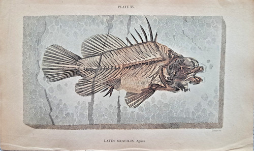 Lates gracilis agassiz - lates,