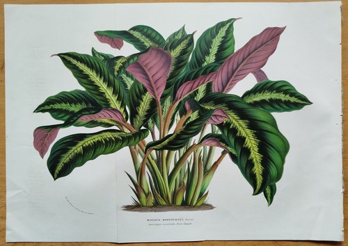 Maranta warscewiczii grande - warscewiczii,