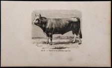 1860 - Toro Razza Parthenaise